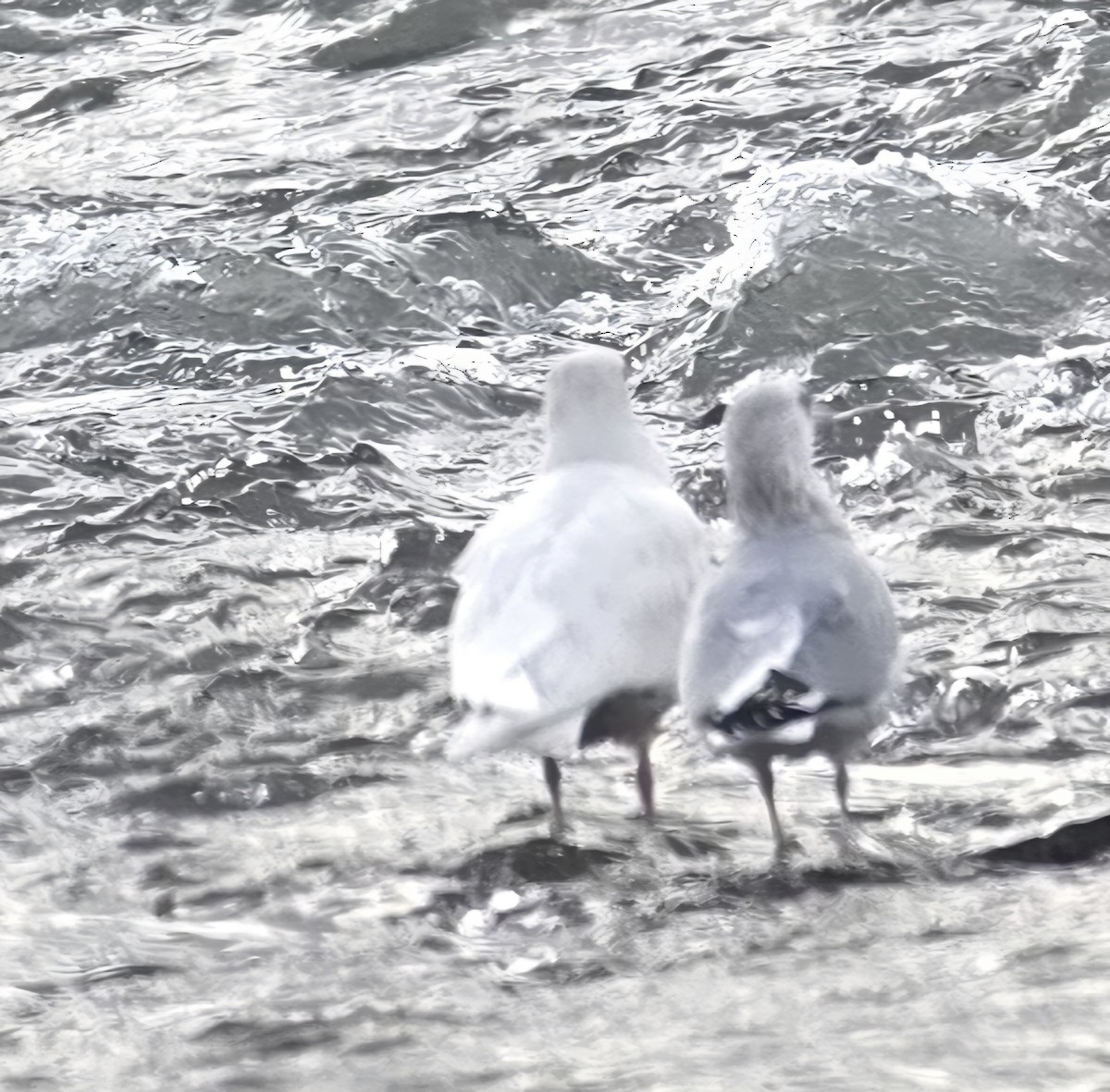 Бургомистр - ML647138230