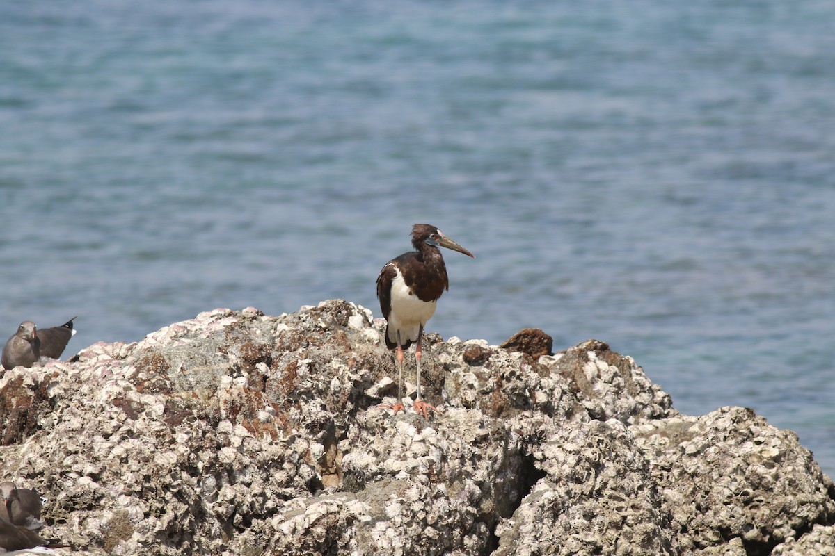 חסידת אבדים - ML647138231