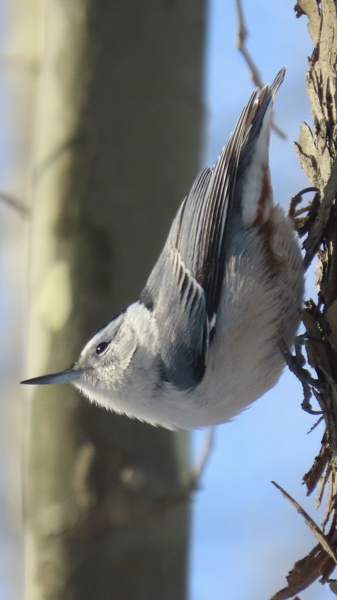 White-breasted Nuthatch - ML647138233