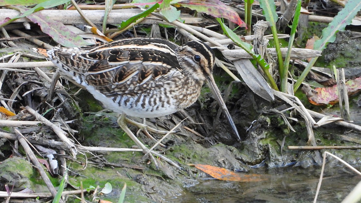 Agachadiza Común - ML647138237