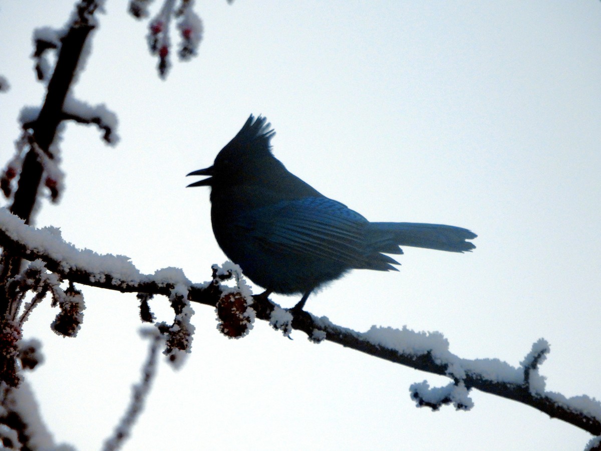 Steller's Jay - ML647138240
