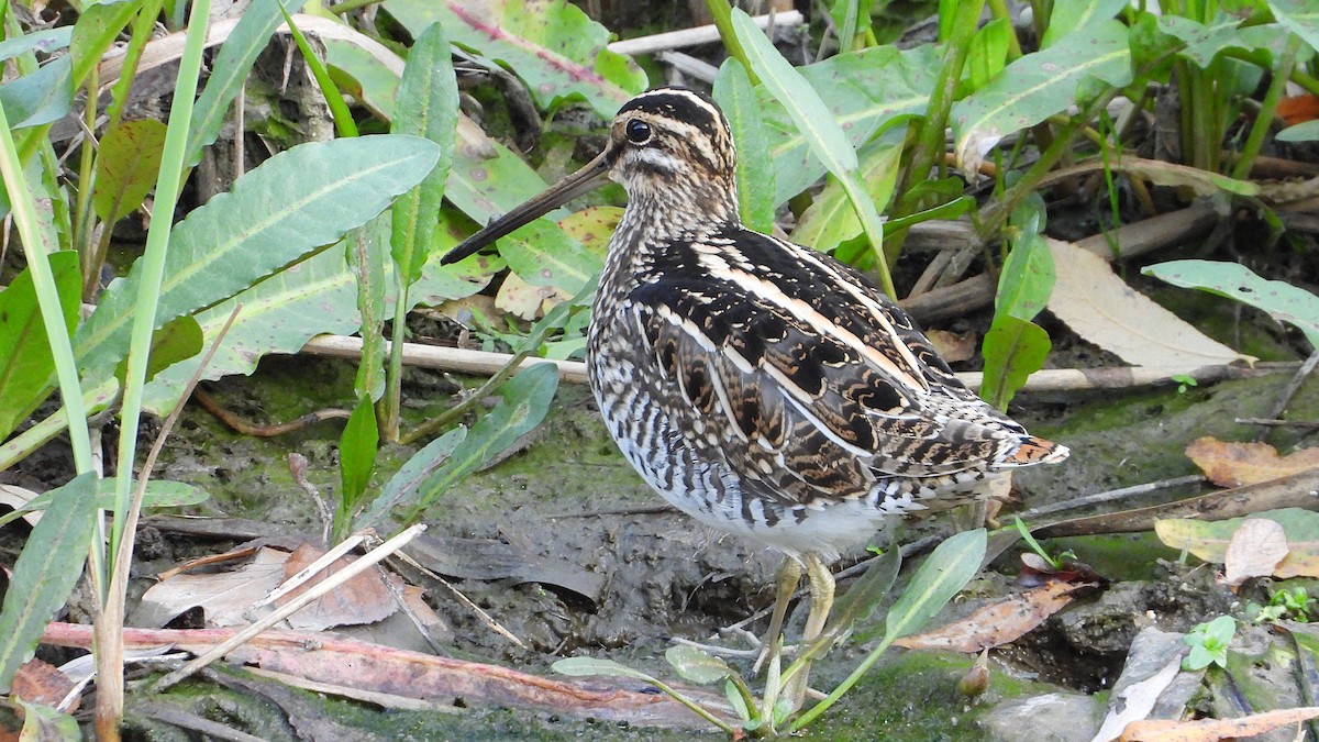 Agachadiza Común - ML647138245