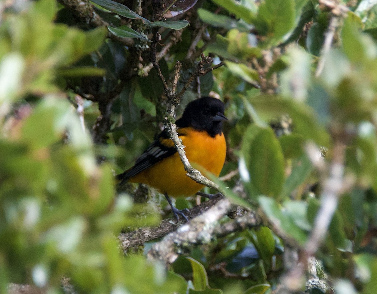 Балтиморский трупиал - ML647138247