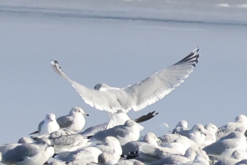 Iceland Gull (Thayer's) - ML647138250