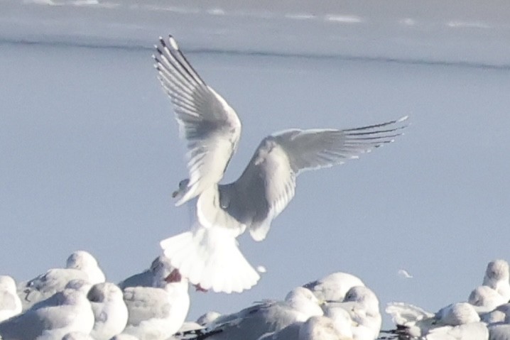 Iceland Gull (Thayer's) - ML647138251