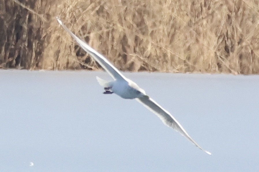 Iceland Gull (Thayer's) - ML647138253