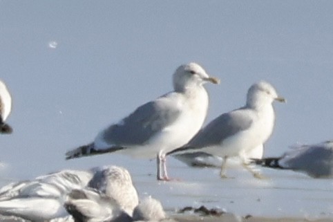 Iceland Gull (Thayer's) - ML647138254
