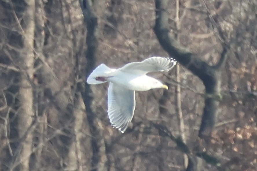 Iceland Gull (Thayer's) - ML647138255