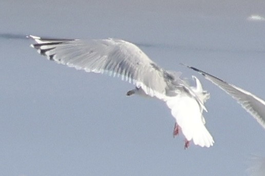 Iceland Gull (Thayer's) - ML647138256