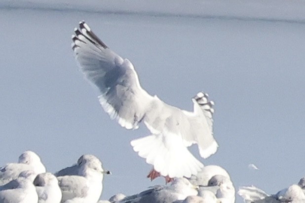 Iceland Gull (Thayer's) - ML647138257