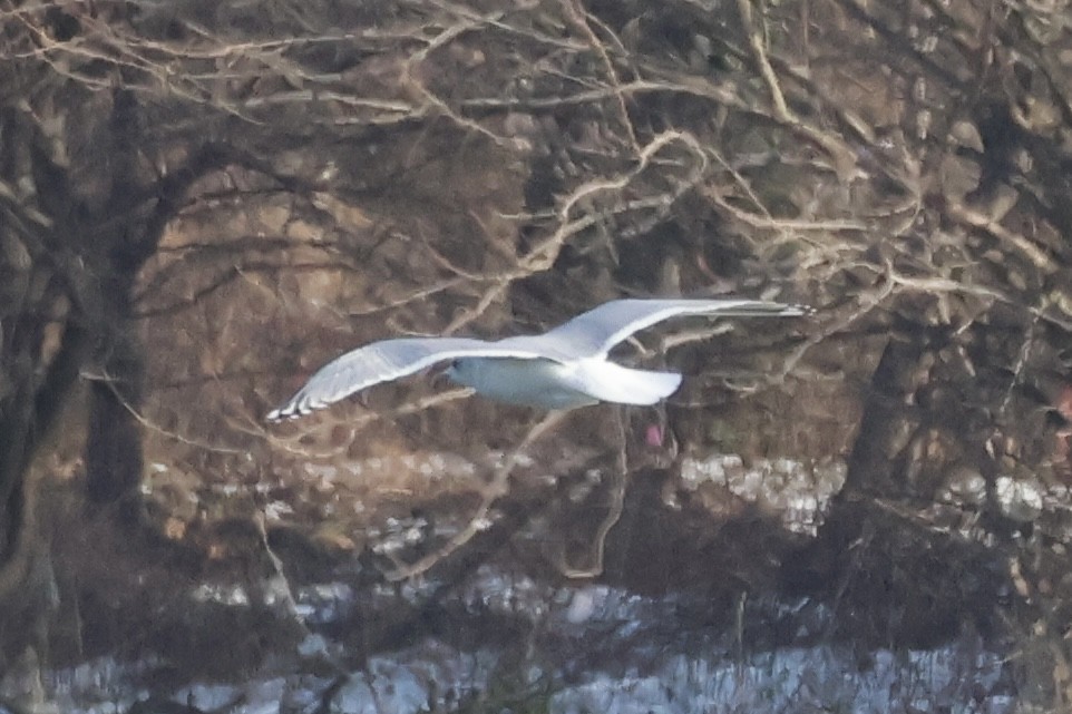Iceland Gull (Thayer's) - ML647138258