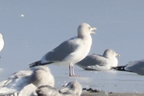 Iceland Gull (Thayer's) - ML647138259