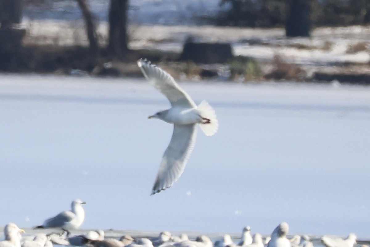 Iceland Gull (Thayer's) - ML647138260