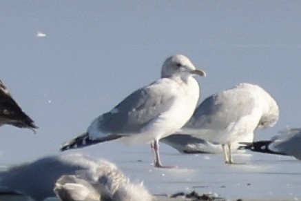 Iceland Gull (Thayer's) - ML647138261