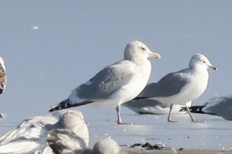 Iceland Gull (Thayer's) - ML647138262