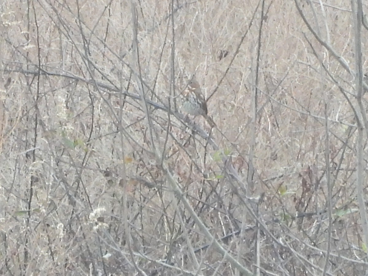 strnadec kaštanový - ML647138275