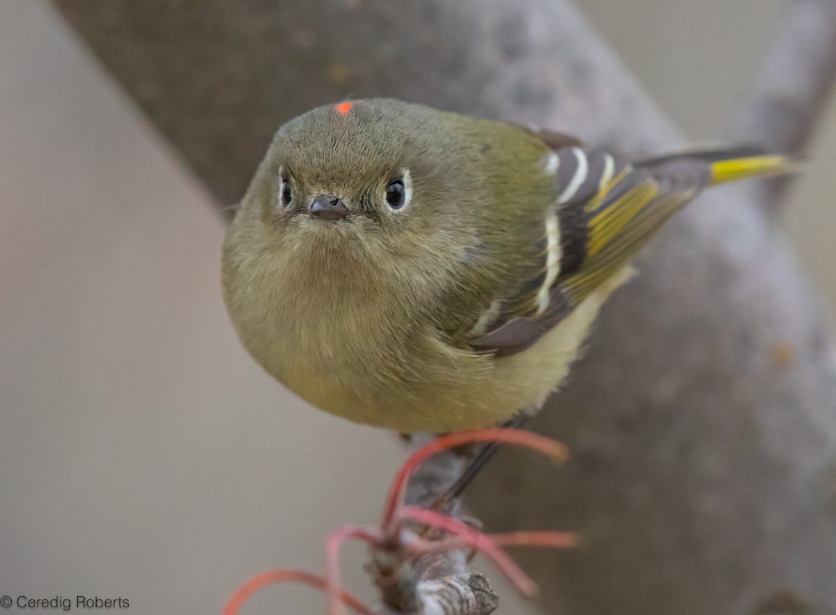 Ruby-crowned Kinglet - ML647138276