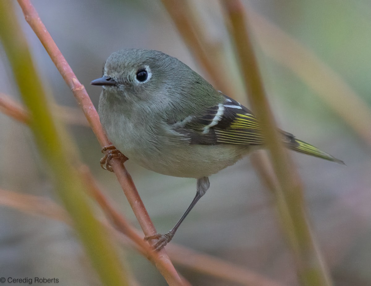 Ruby-crowned Kinglet - ML647138282