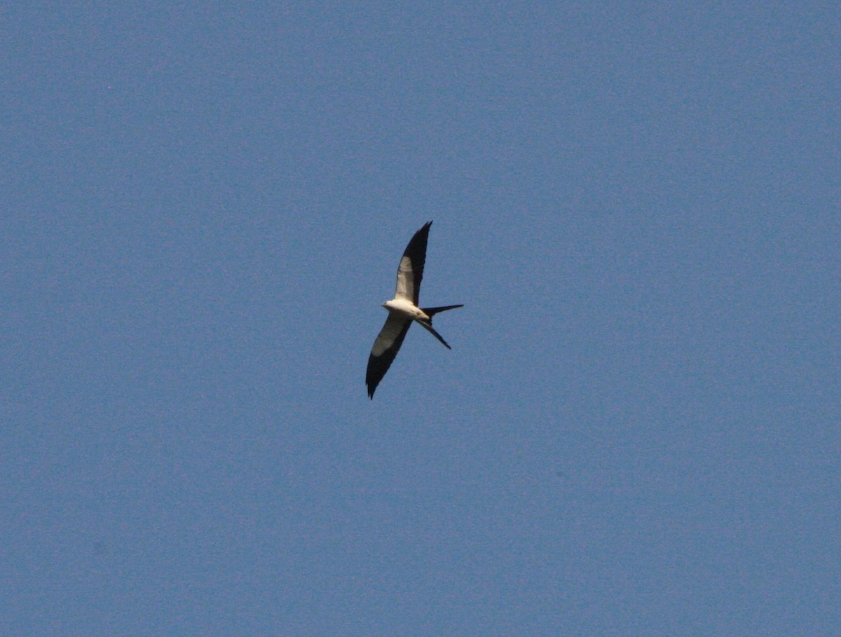 Swallow-tailed Kite - ML647138285
