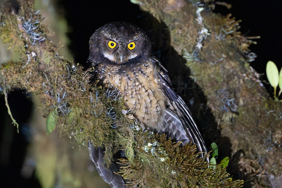 White-throated Screech-Owl - ML647138289