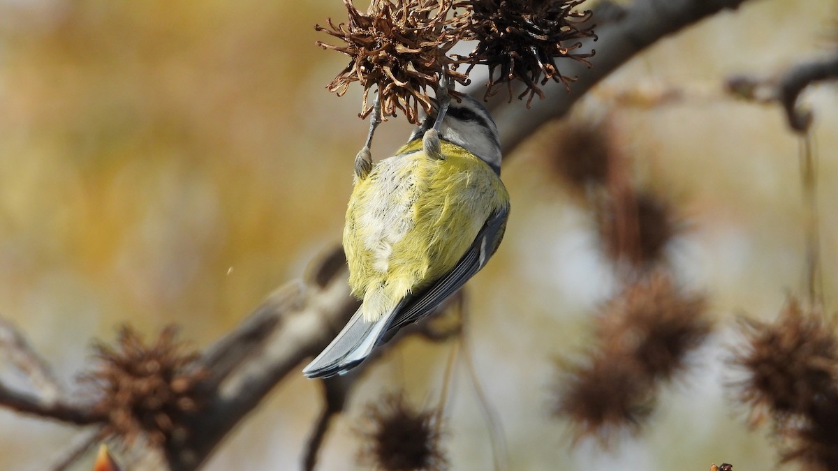 sýkora modřinka - ML647138300