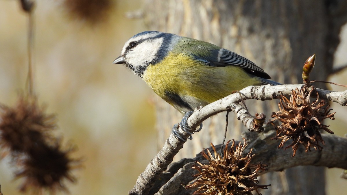 sýkora modřinka - ML647138311