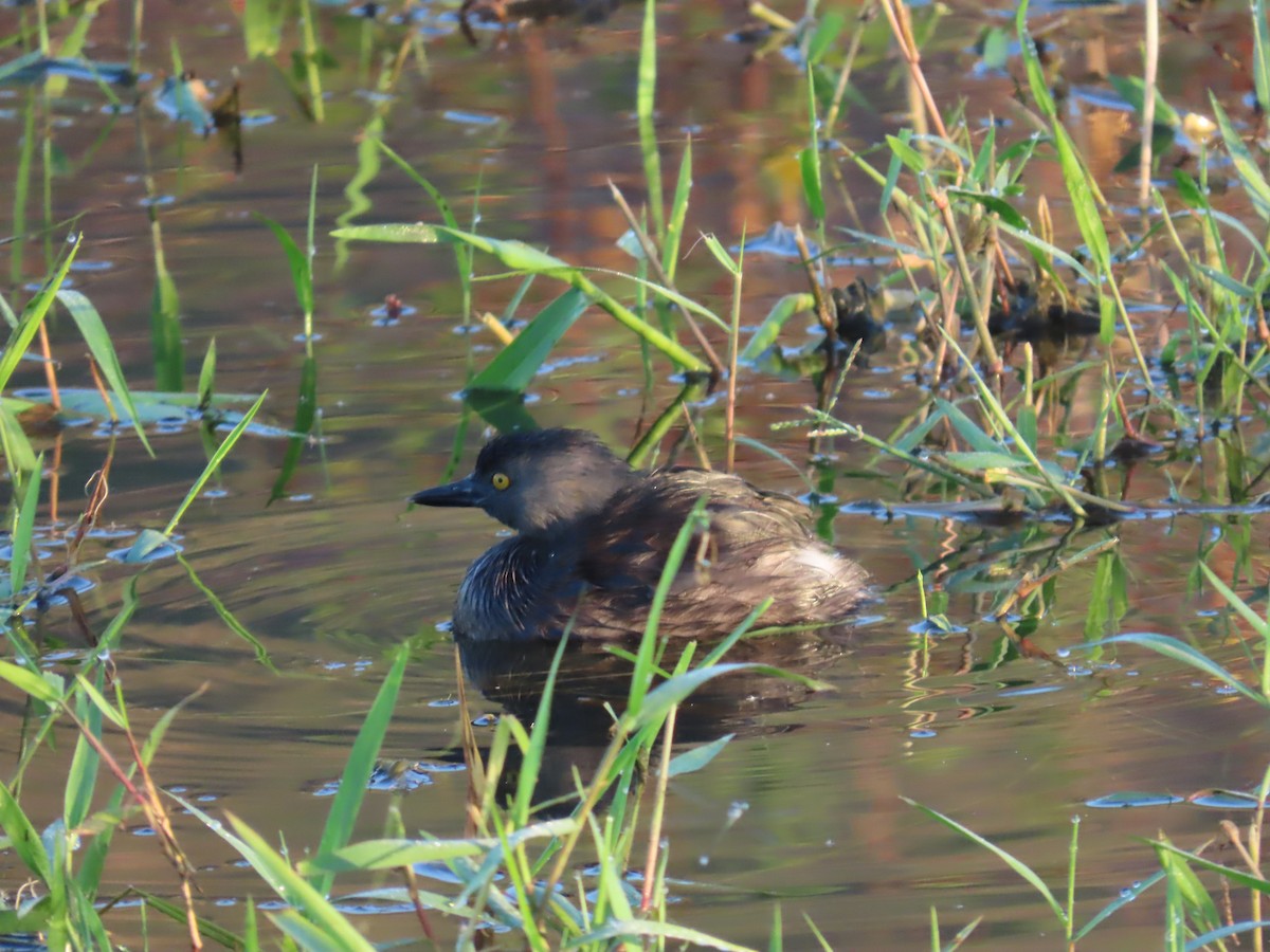Least Grebe - ML647138313
