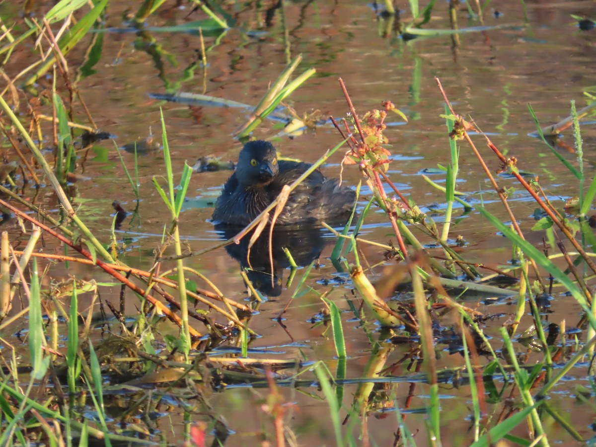 Least Grebe - ML647138314