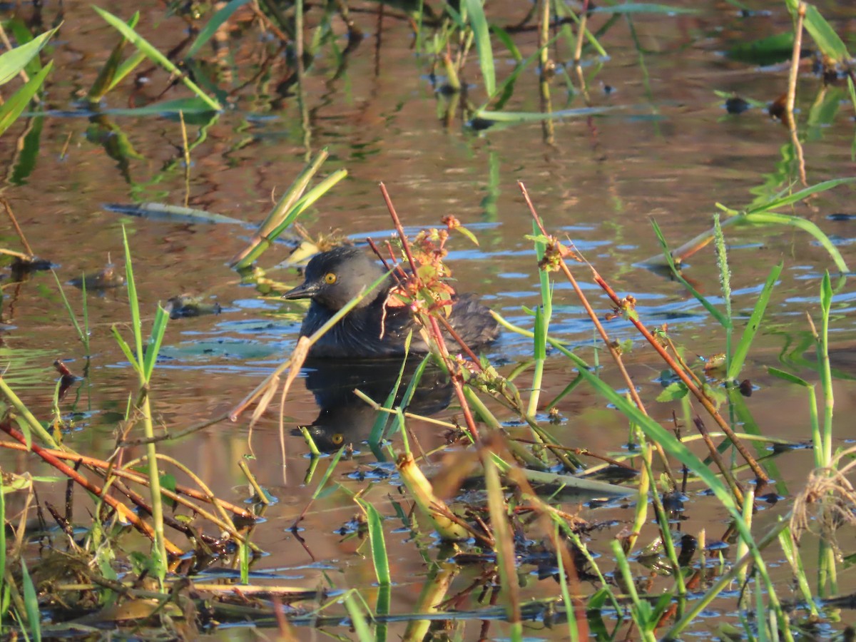 Least Grebe - ML647138315