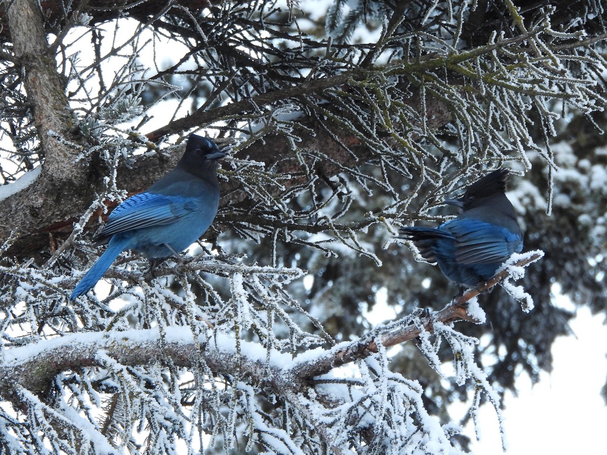 Steller's Jay - ML647138327