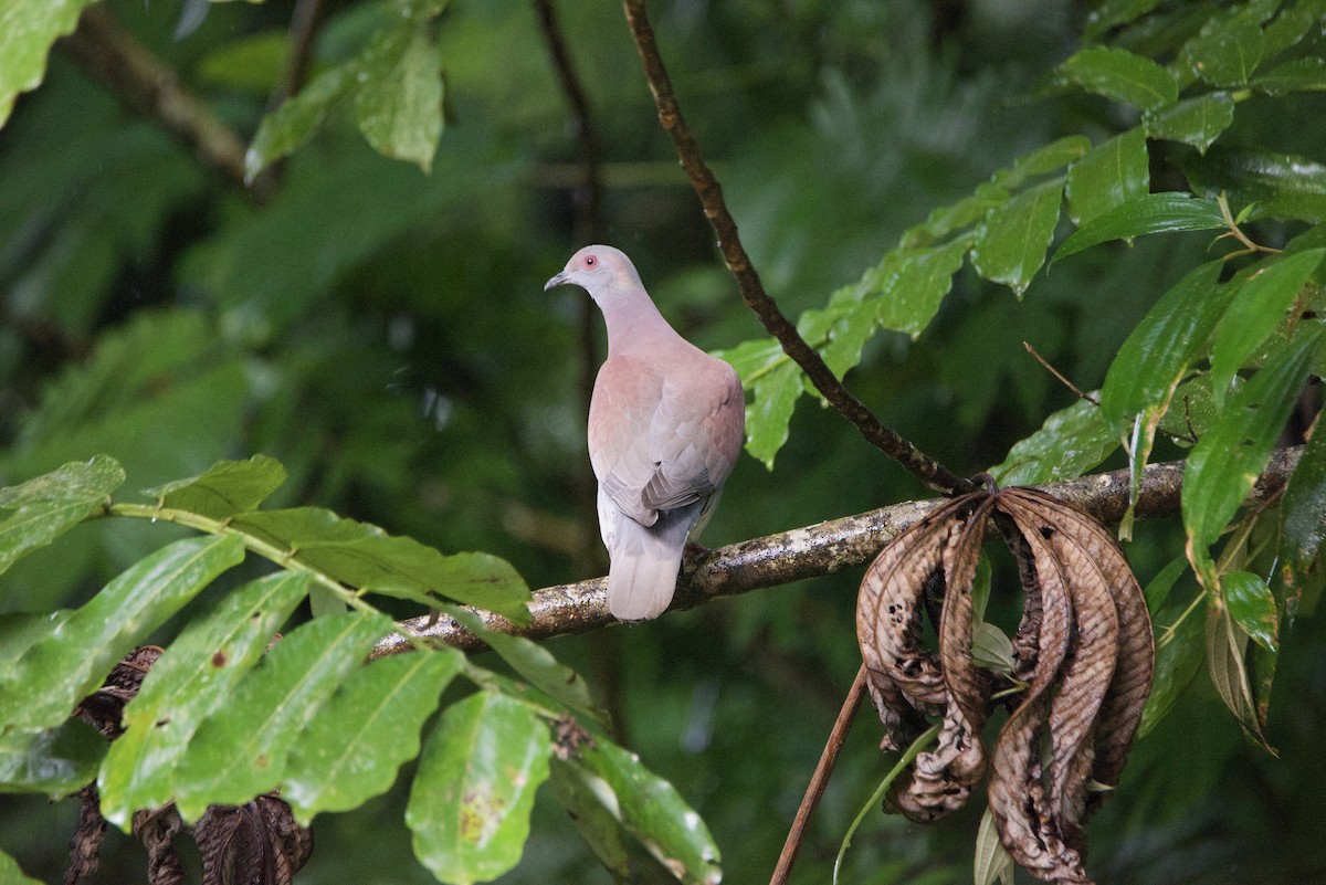 Pale-vented Pigeon - ML647138332