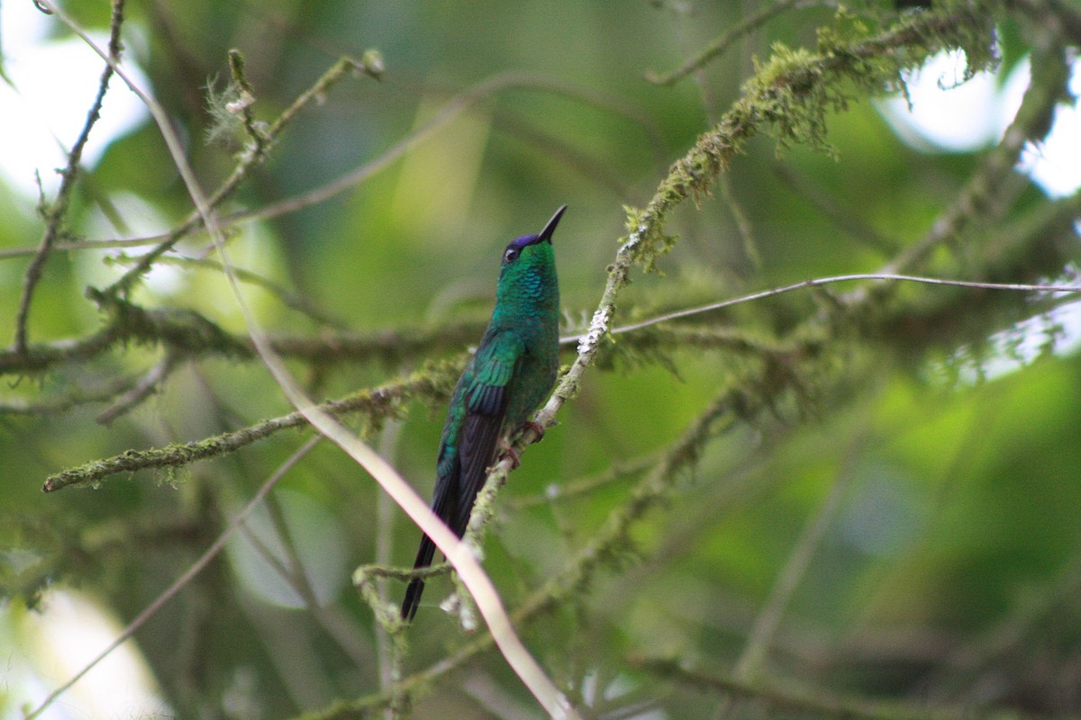 Violet-capped Woodnymph - ML647138344