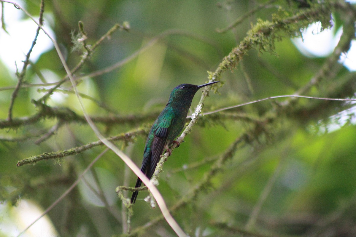 Violet-capped Woodnymph - ML647138345