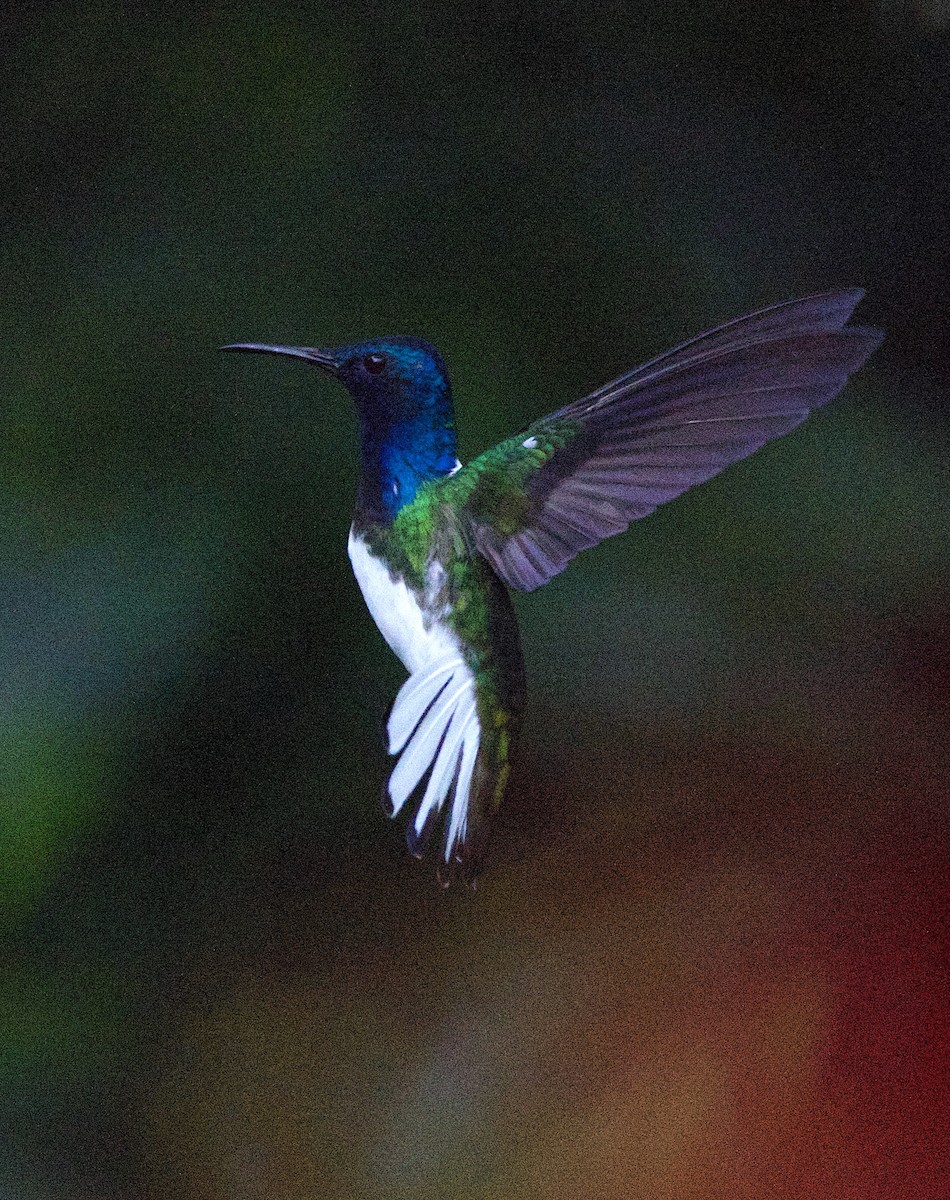 Colibri jacobin - ML647138353