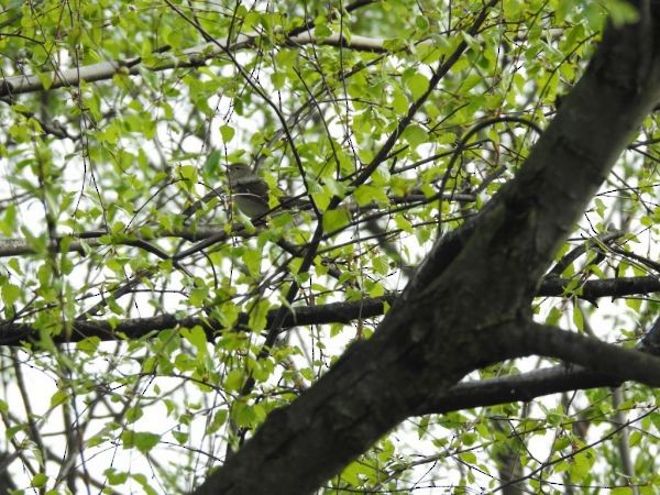 Garden Warbler - ML647138355