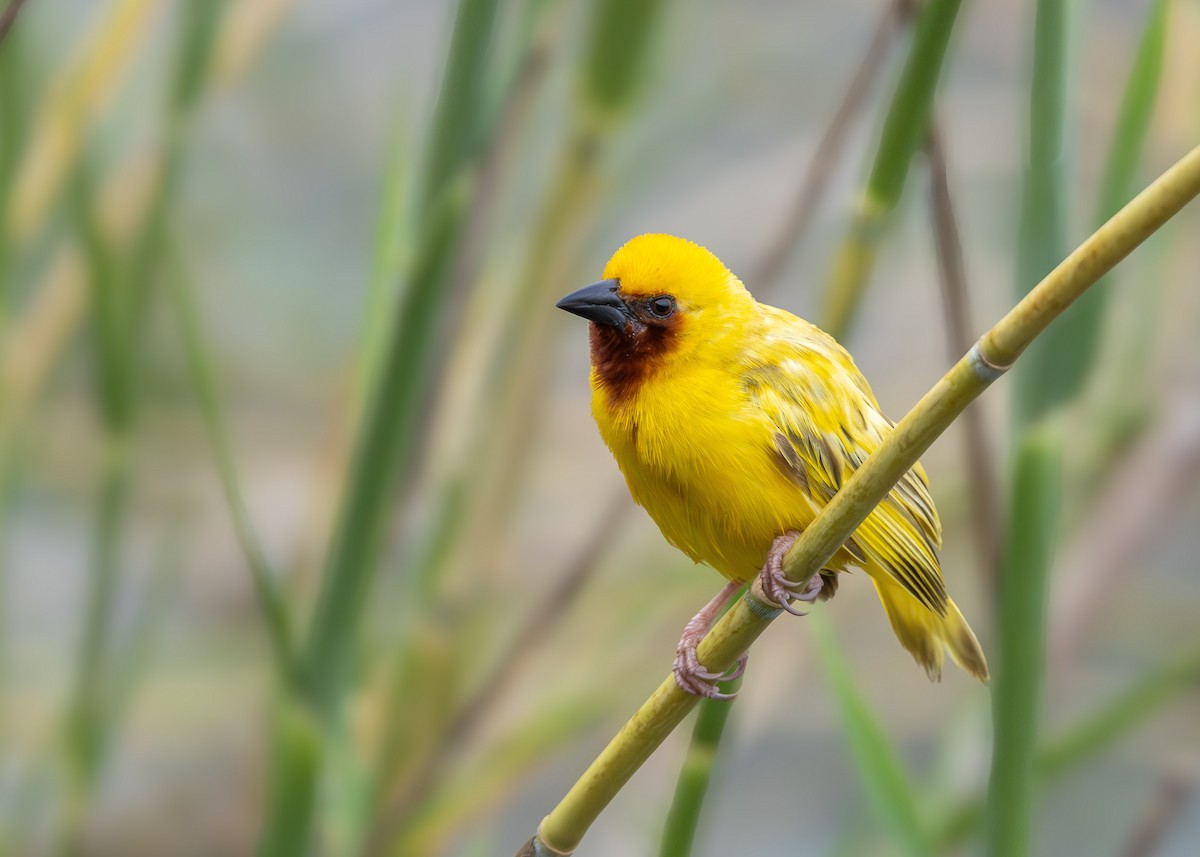 Southern Brown-throated Weaver - ML647138361
