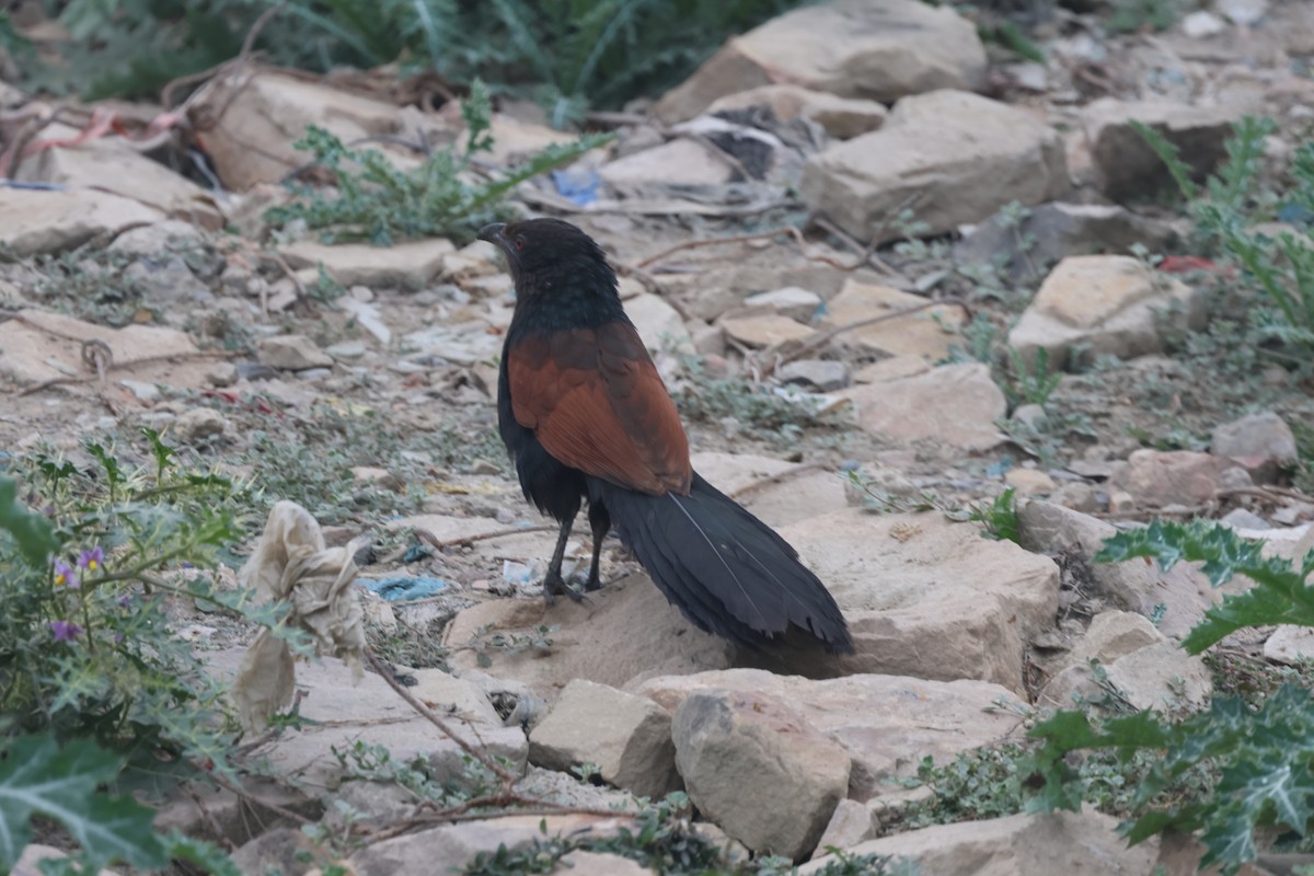 Greater Coucal - ML647138364
