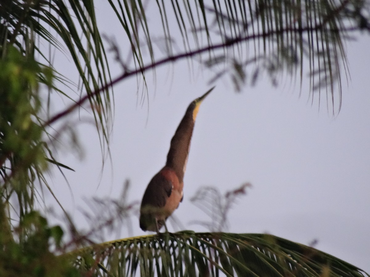 Bare-throated Tiger-Heron - ML647138368