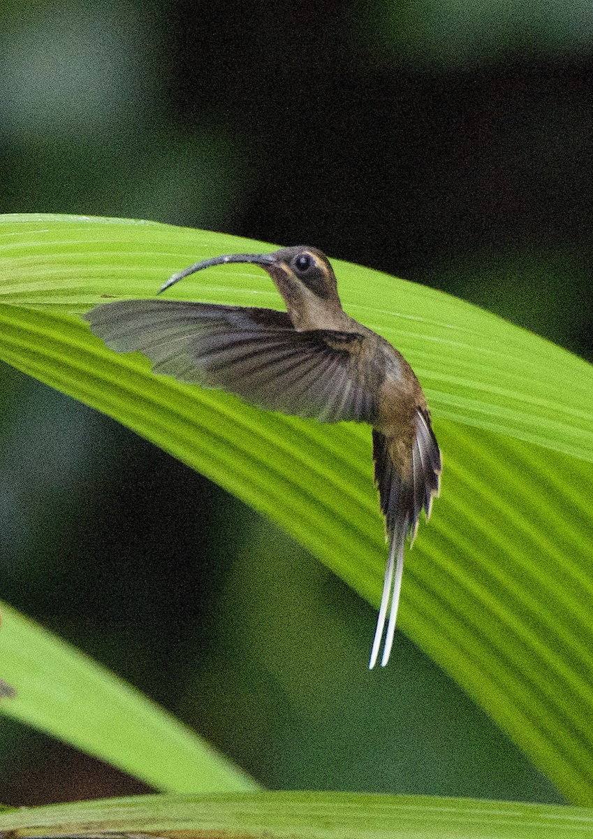 Long-billed Hermit - ML647138369