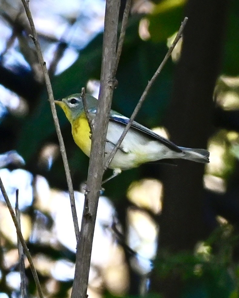 Northern Parula - ML647138370