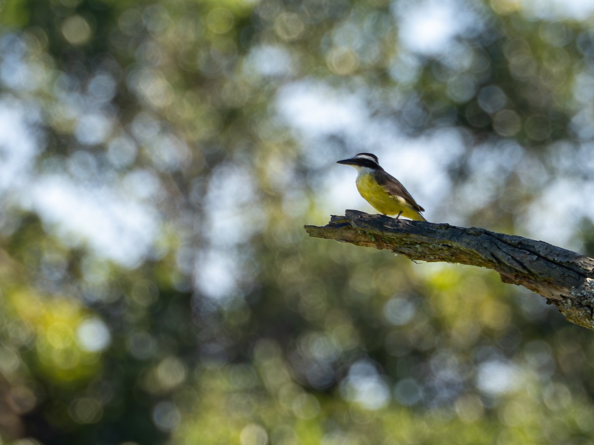 Great Kiskadee - ML647138371