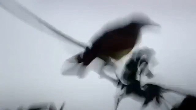 Bienteveo Común - ML647138372