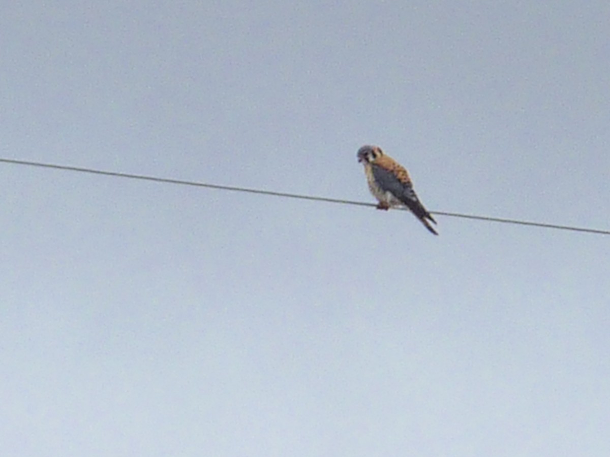 American Kestrel - ML647138374