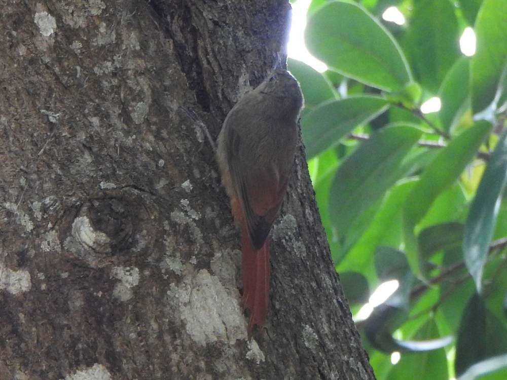 Olivaceous Woodcreeper - ML647138375