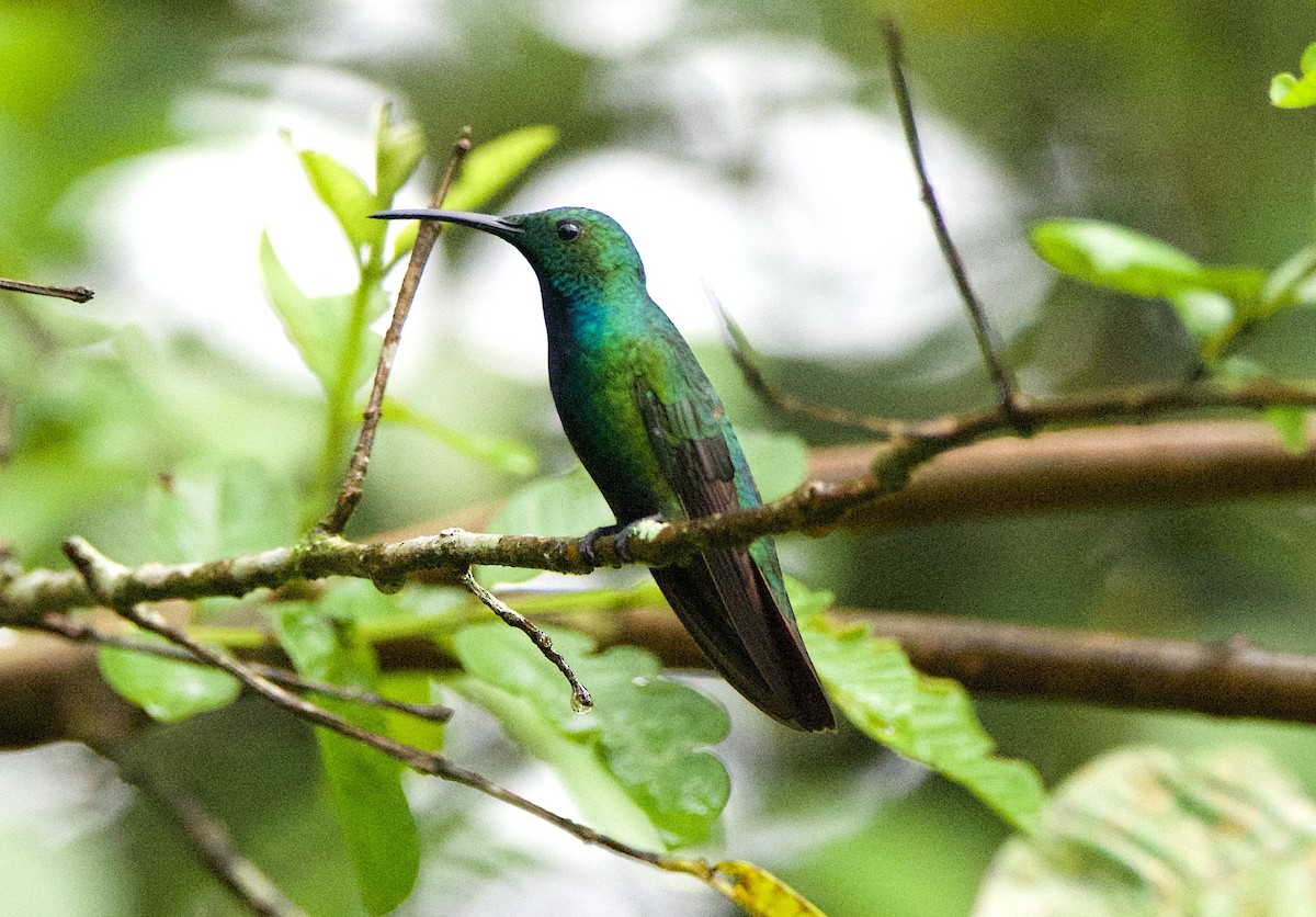 Green-breasted Mango - ML647138376