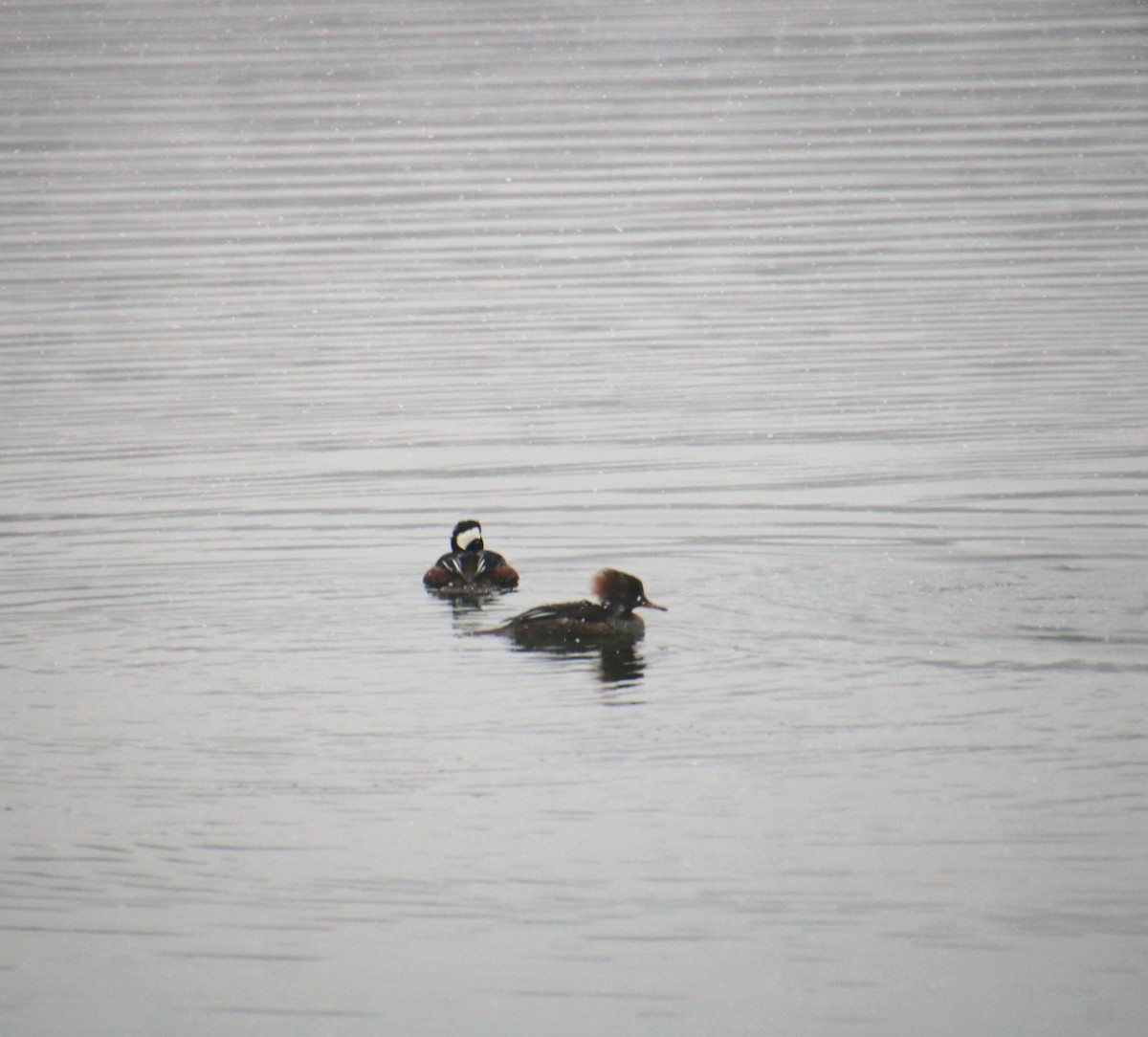 Hooded Merganser - ML647138377