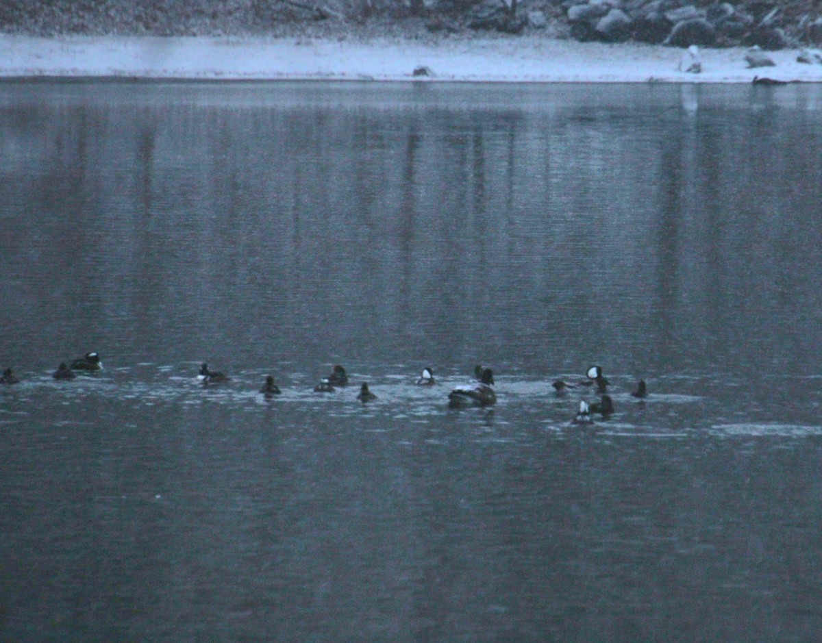 Hooded Merganser - ML647138378