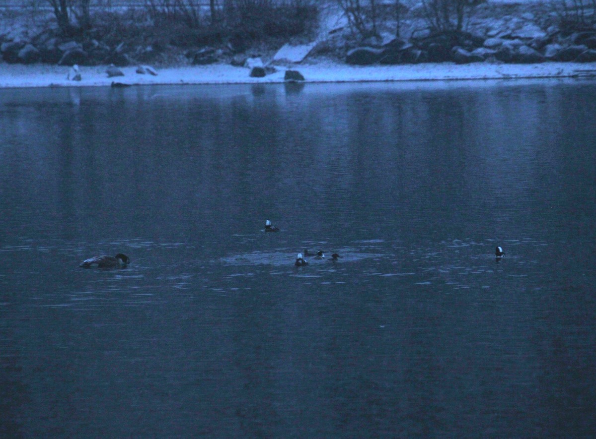 Hooded Merganser - ML647138379