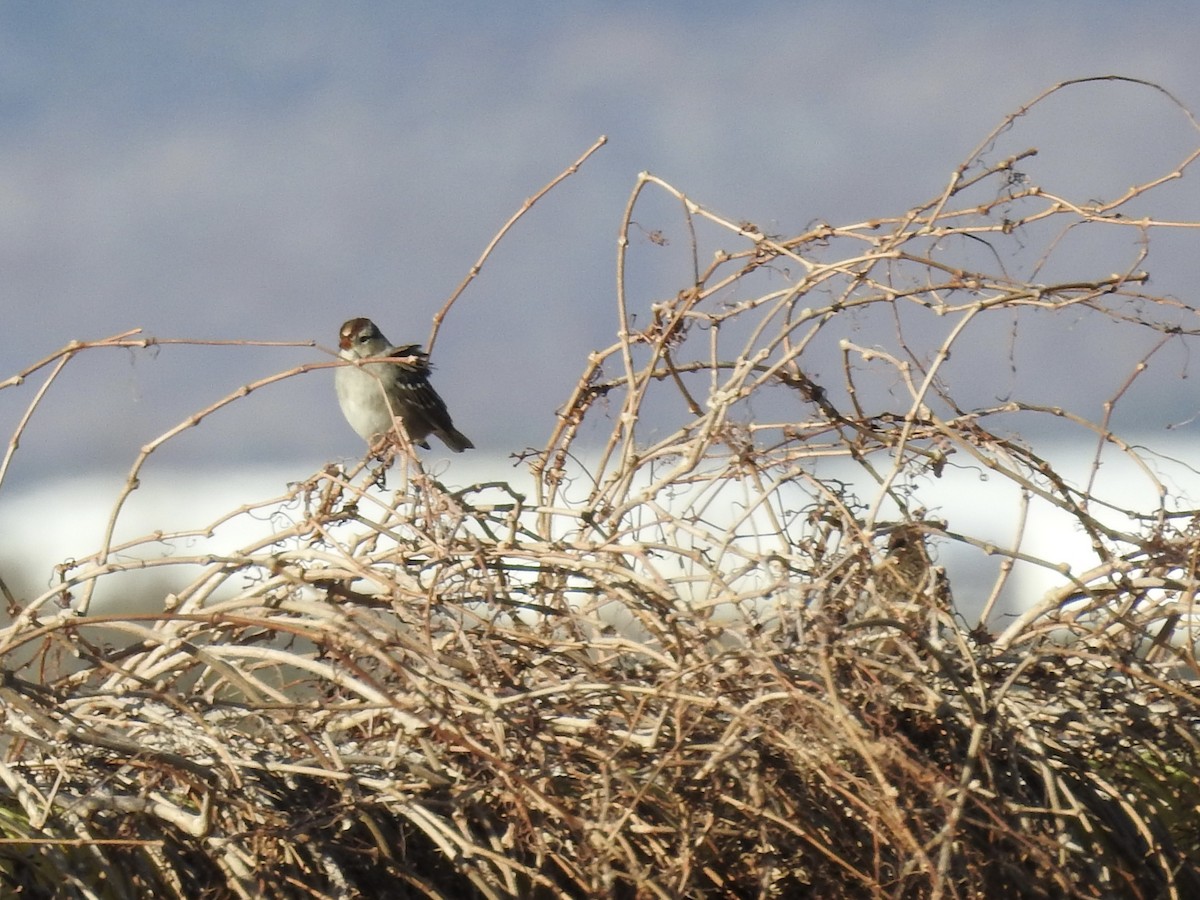 White-crowned Sparrow - ML647138380
