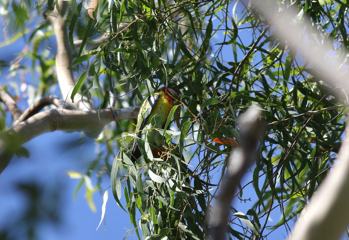 Eastern Rosella - ML647138381